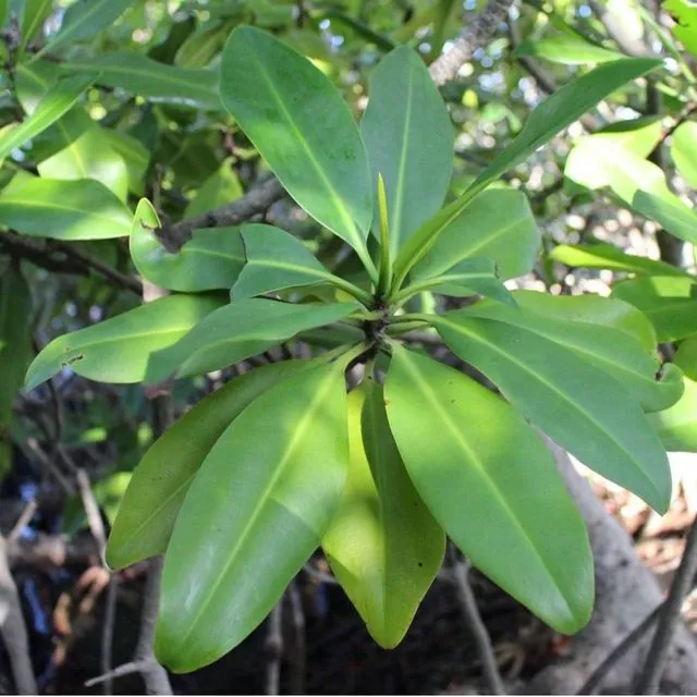thumbnail for publication: Rhizophora mangle, Red Mangrove